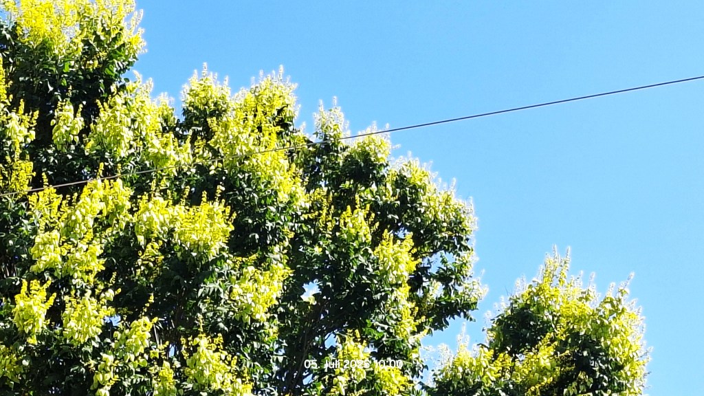Baumkrone mit grünen Blättern, im Hintergrund ein blitzblauer Himmel
