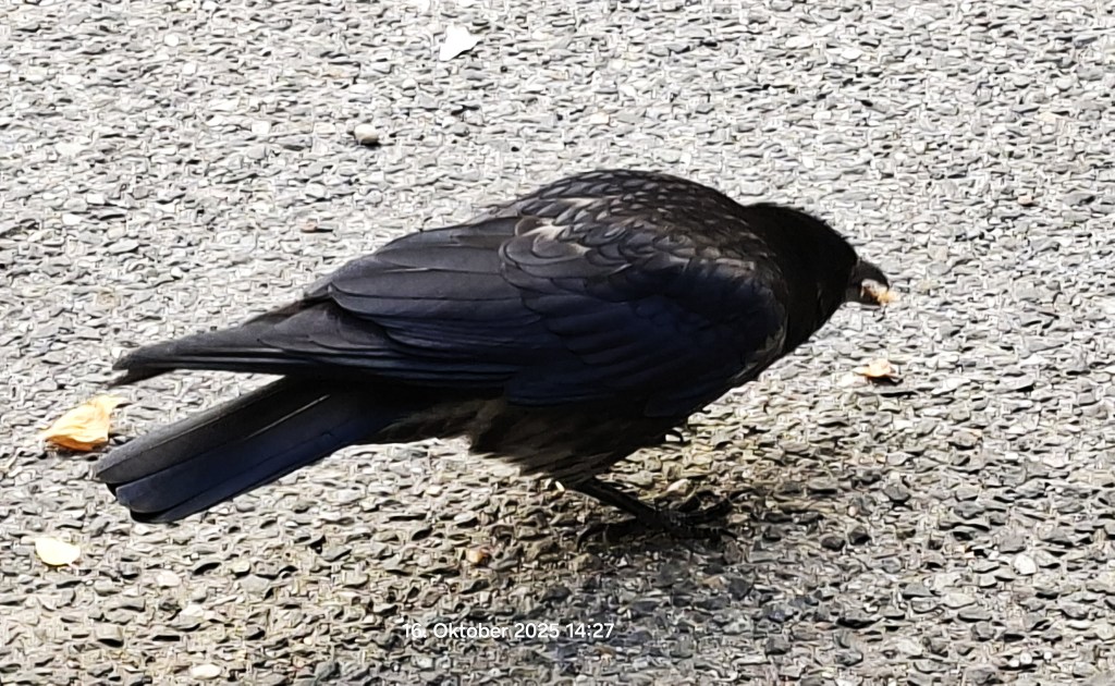 Herbstliches am 16. Oktober&nbsp;2025